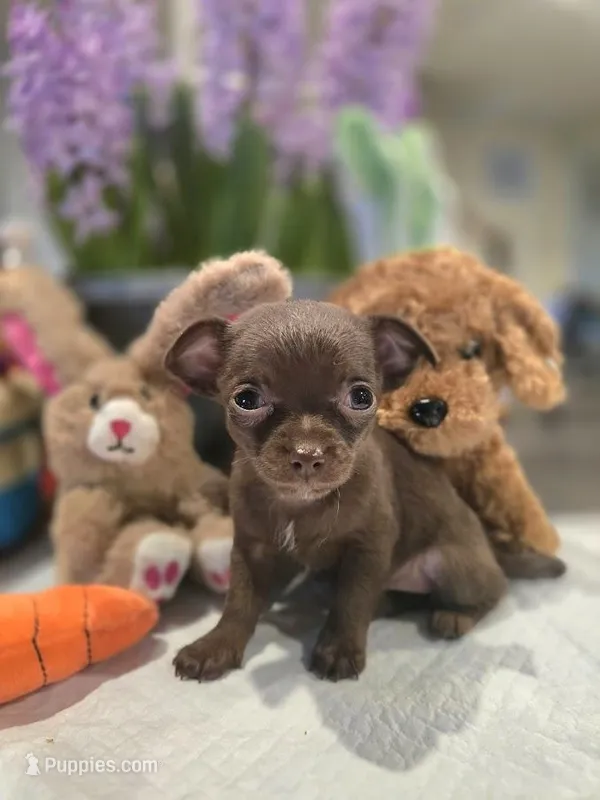 Coffee – Chihuahua puppy for sale in Plainfield, IN