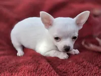 Frost, a male Chihuahua and Pomchi for sale in Plainfield, IN – 4 of 10