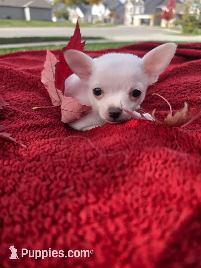 Frost, a male Chihuahua and Pomchi for sale in Plainfield, IN – 8 of 10