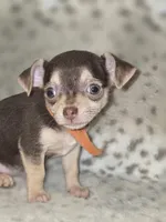 Rusty, a male Chihuahua for sale in Plainfield, IN – 3 of 4
