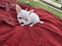 Frost, a male Chihuahua and Pomchi for sale in Plainfield, IN – 7 of 10