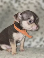 Rusty, a male Chihuahua for sale in Plainfield, IN – 2 of 4