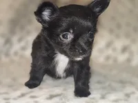 Freddy, a male Chihuahua for sale in Plainfield, IN – 1 of 6