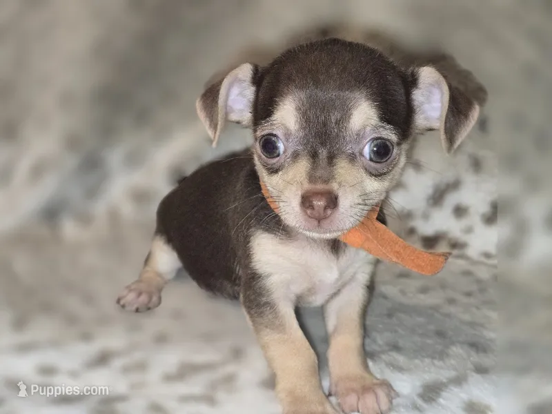 Rusty – Chihuahua puppy for sale in Plainfield, IN