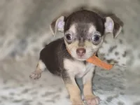 Rusty, a male Chihuahua for sale in Plainfield, IN – 1 of 4
