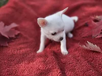 Frost, a male Chihuahua and Pomchi for sale in Plainfield, IN – 3 of 10