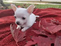Frost, a male Chihuahua and Pomchi for sale in Plainfield, IN – 5 of 10