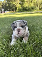Max, a male Olde English Bulldogge for sale in White Pigeon, MI – 5 of 7
