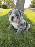 Rocky, a male Olde English Bulldogge for sale in White Pigeon, MI – 4 of 7