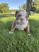 Lucy, a female Olde English Bulldogge for sale in White Pigeon, MI – 2 of 5