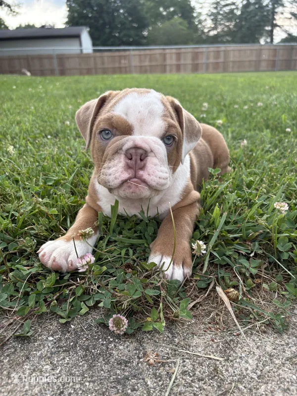 Lucy – Olde English Bulldogge puppy for sale in White Pigeon, MI