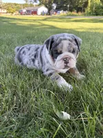 Max, a male Olde English Bulldogge for sale in White Pigeon, MI – 2 of 7