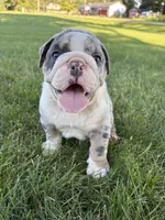 Max, a male Olde English Bulldogge for sale in White Pigeon, MI – 3 of 7