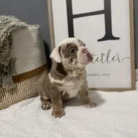 Marley, a female English Bulldog and Olde English Bulldogge for sale in White Pigeon, MI – Photo 4 of 6