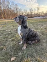 Marley, a female English Bulldog and Olde English Bulldogge for sale in White Pigeon, MI – Photo 5 of 6
