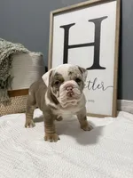 Marley, a female English Bulldog and Olde English Bulldogge for sale in White Pigeon, MI – Photo 3 of 6