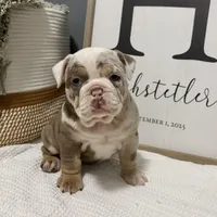 Marley, a female English Bulldog and Olde English Bulldogge for sale in White Pigeon, MI – Photo 2 of 6