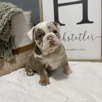 Marley, a female English Bulldog and Olde English Bulldogge for sale in White Pigeon, MI – Photo 1 of 6