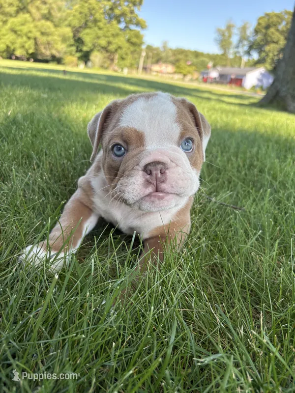 Lucy – Olde English Bulldogge puppy for sale in White Pigeon, MI
