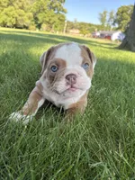 Lucy, a female Olde English Bulldogge for sale in White Pigeon, MI – 1 of 5