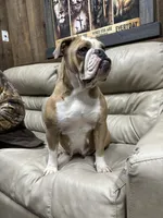 Rocky, a male Olde English Bulldogge for sale in White Pigeon, MI – 7 of 7