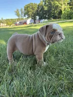 Lucy, a female Olde English Bulldogge for sale in White Pigeon, MI – 3 of 5