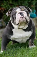Winter, a female English Bulldog and Olde English Bulldogge for sale in White Pigeon, MI – Photo 6 of 6