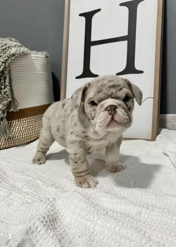 Winter – English Bulldog, Olde English Bulldogge puppy for sale in White Pigeon, MI