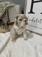 Winter, a female English Bulldog and Olde English Bulldogge for sale in White Pigeon, MI – Photo 4 of 6
