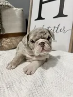 Winter, a female English Bulldog and Olde English Bulldogge for sale in White Pigeon, MI – Photo 2 of 6