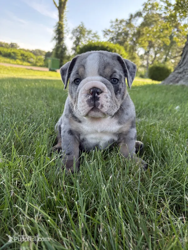 Rocky – Olde English Bulldogge puppy for sale in White Pigeon, MI