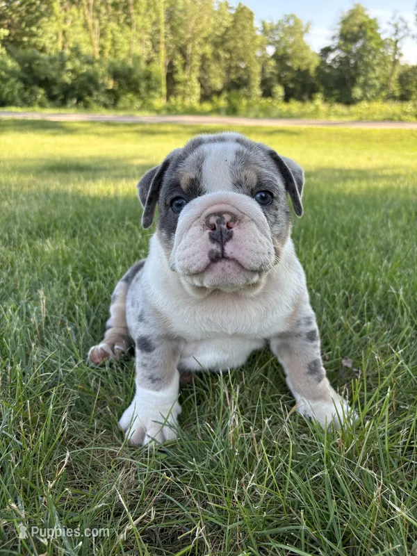 Max – Olde English Bulldogge puppy for sale in White Pigeon, MI