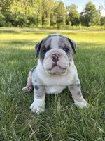 Max, a male Olde English Bulldogge for sale in White Pigeon, MI – 1 of 7