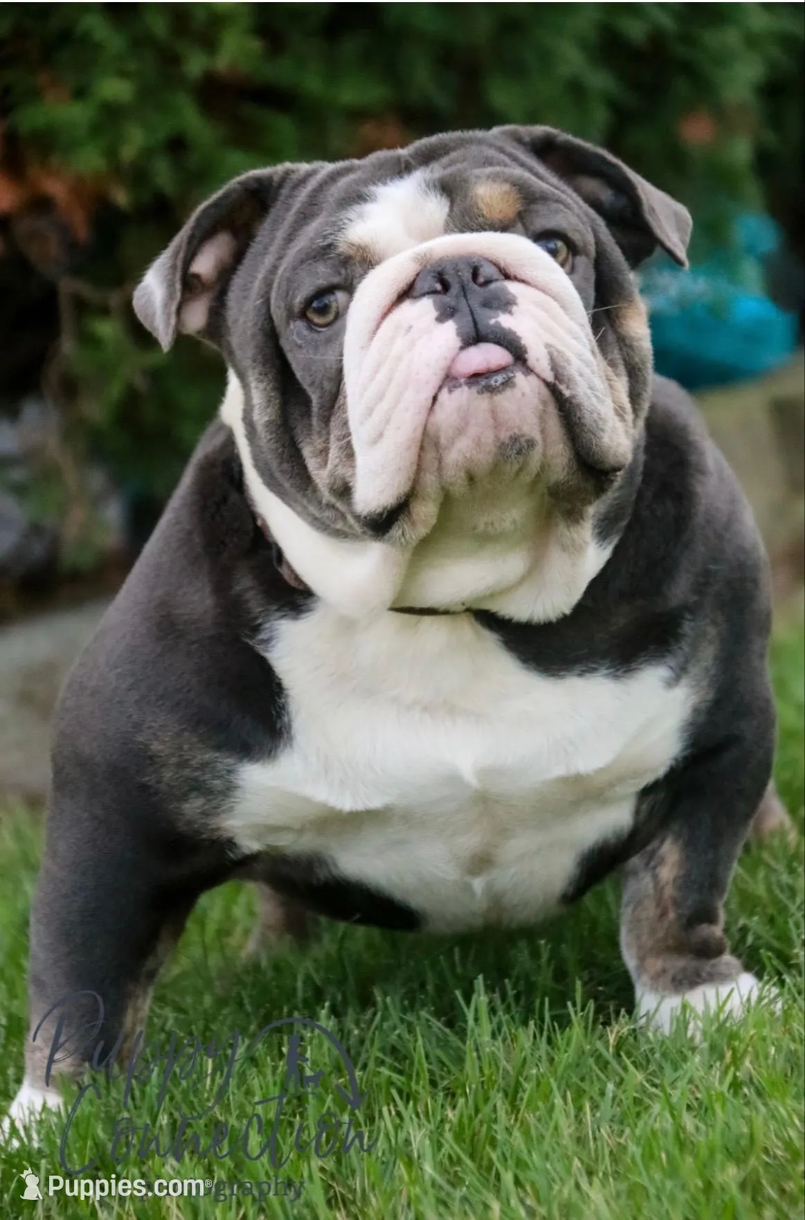 Marley, a female English Bulldog and Olde English Bulldogge for sale in White Pigeon, MI – Photo 6 of 6