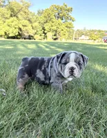 Rocky, a male Olde English Bulldogge for sale in White Pigeon, MI – 5 of 7