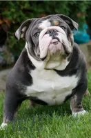 Max, a male Olde English Bulldogge for sale in White Pigeon, MI – 6 of 7