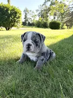 Rocky, a male Olde English Bulldogge for sale in White Pigeon, MI – 3 of 7
