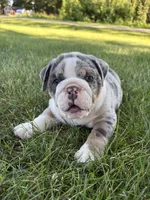 Max, a male Olde English Bulldogge for sale in White Pigeon, MI – 4 of 7