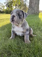 Rocky, a male Olde English Bulldogge for sale in White Pigeon, MI – 2 of 7