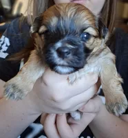 Brown girl, a female Morkie for sale in Wendell, NC – 2 of 5