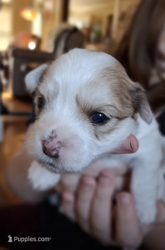 Spot – Morkie puppy for sale in Wendell, NC