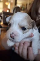 Spot, a female Morkie for sale in Wendell, NC – 1 of 4