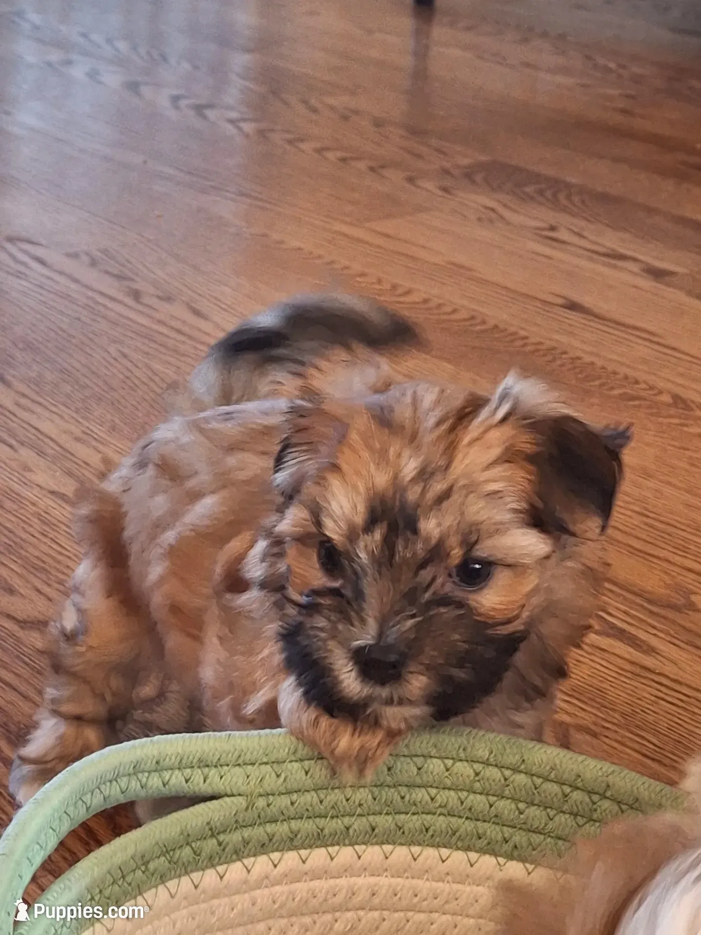 Cookie, a female Morkie for sale in Wendell, NC – 1 of 8