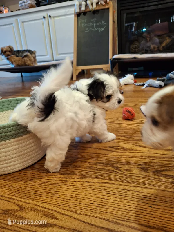 Snoopy – Morkie puppy for sale in Wendell, NC