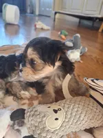 Oreo, a female Morkie for sale in Wendell, NC – 2 of 8