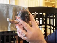Brown girl, a female Morkie for sale in Wendell, NC – 3 of 5