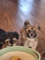 Cookie, a female Morkie for sale in Wendell, NC – 2 of 8
