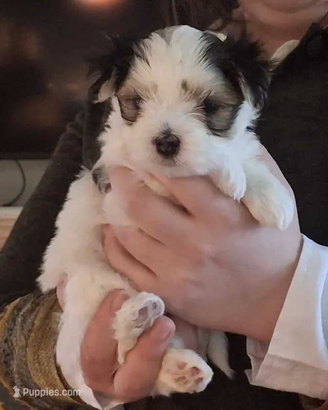 Snoopy – Morkie puppy for sale in Wendell, NC