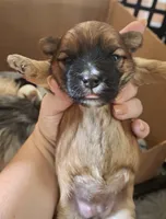 Brown girl, a female Morkie for sale in Wendell, NC – 1 of 5