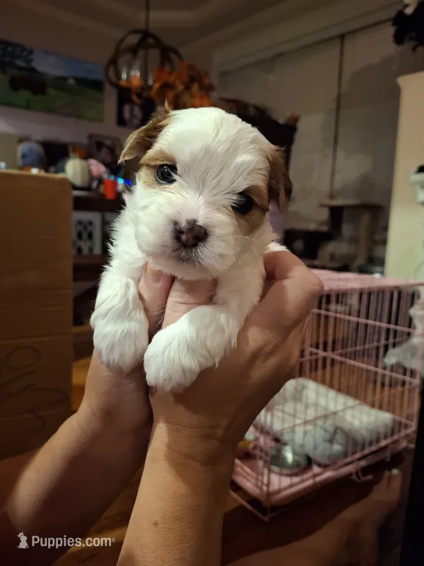 Blue – Morkie puppy for sale in Wendell, NC
